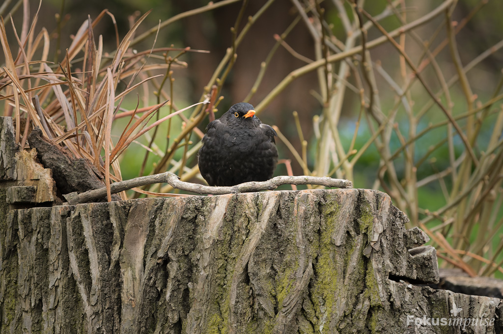 Fokusimpulse – Entdeckerkarte Amsel auf einem Baumstumpf