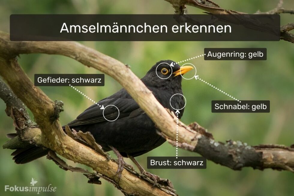 Ich bin eine Amsel