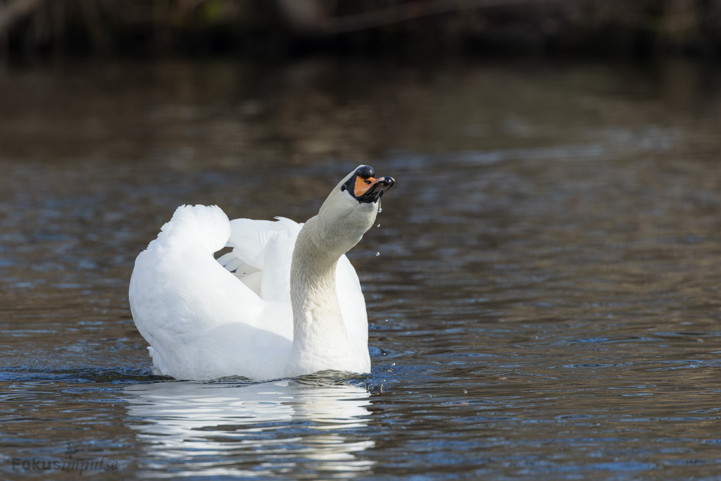 Fokusimpulse – Höckerschwan