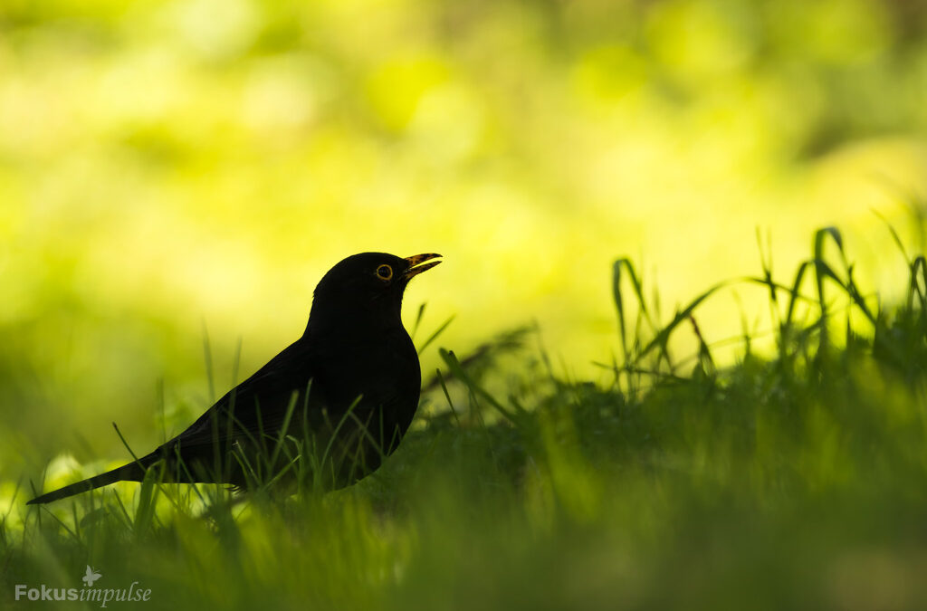 Fokusimpulse – Entdeckerkarte Wandbild Amsel