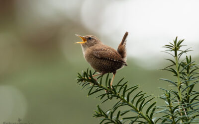 Stadtnatur Tegeler Fließ