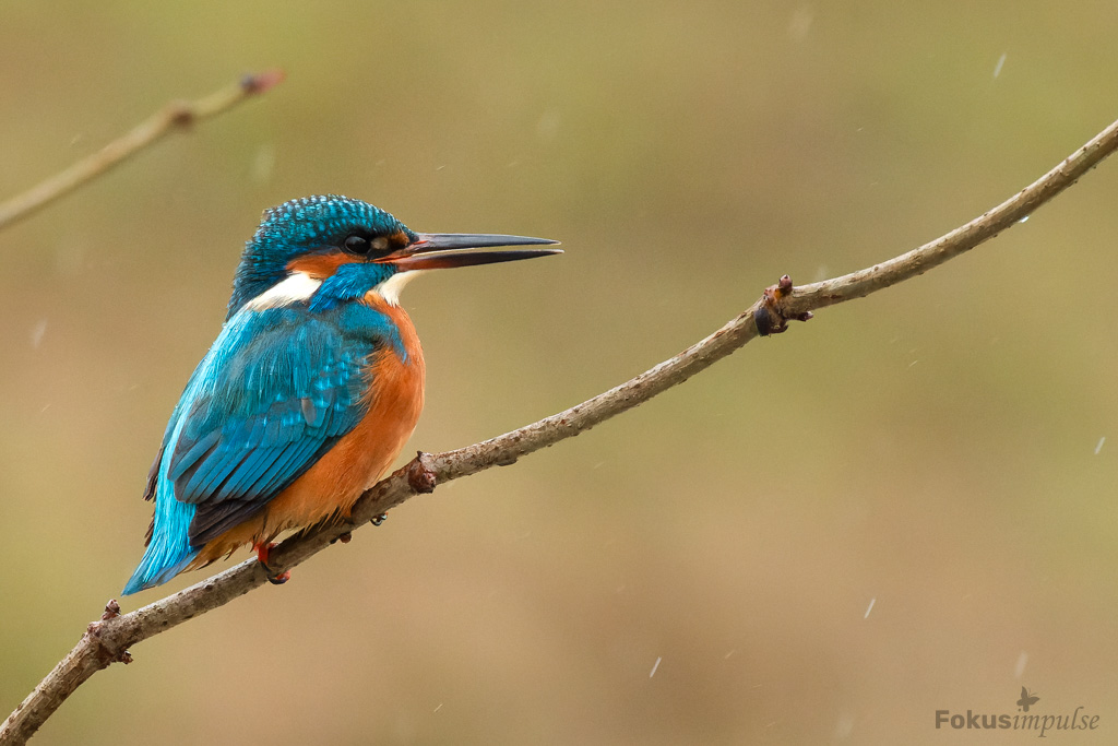 Fokusimpulse – Entdeckerkarte Eisvogel auf einem Ast