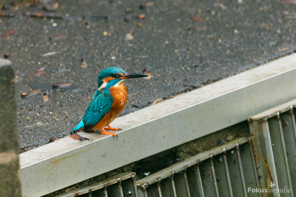 Fokusimpulse – Entdeckerkarte Eisvogel