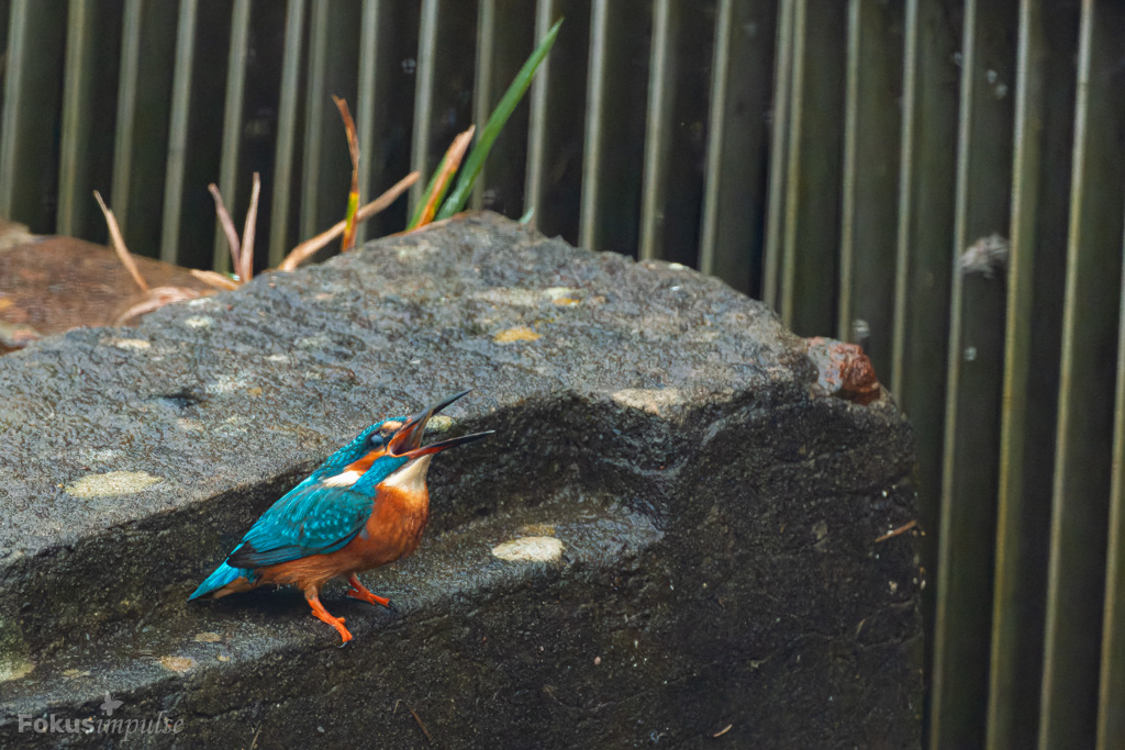 Fokusimpulse – Entdeckerkarte Eisvogel mit Fisch