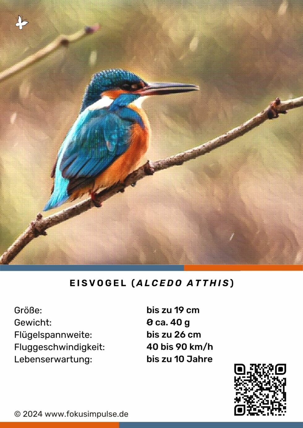 Ich bin ein Eisvogel