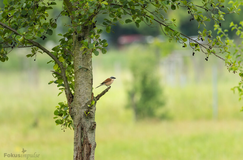 Stadtnatur Berlin-Falkenberg