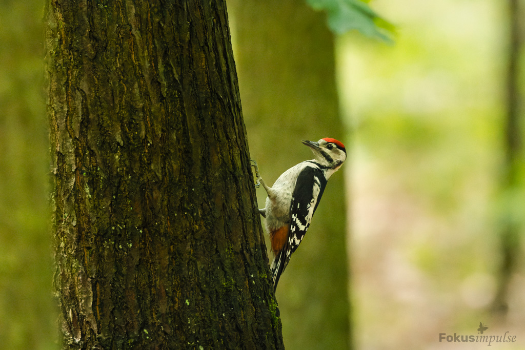 Fokusimpulse – Natur erleben junger Buntspecht