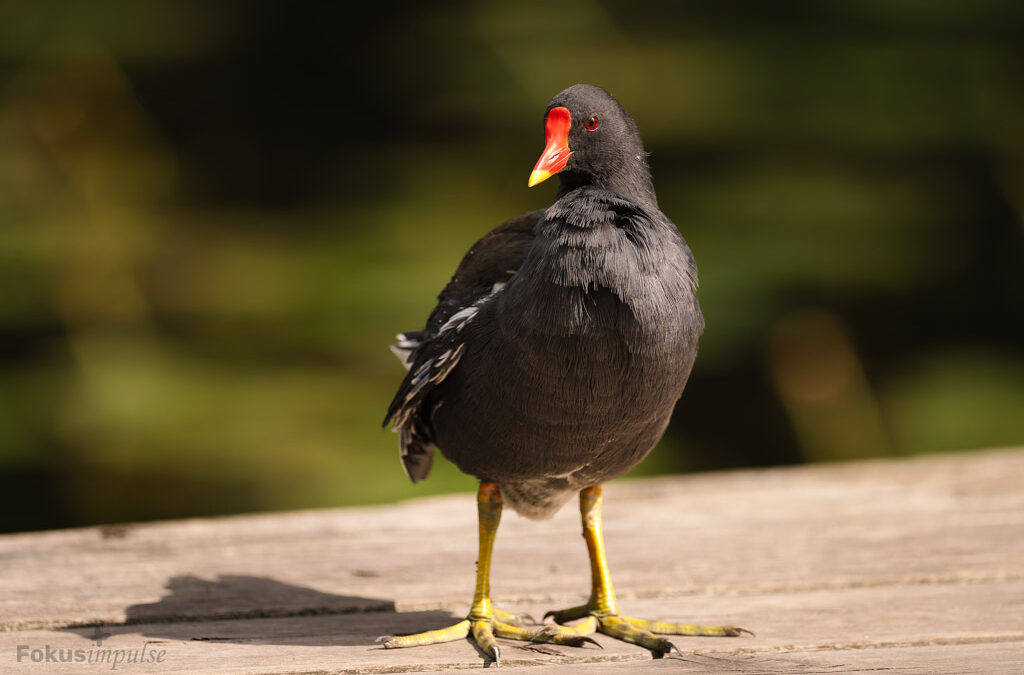 Ich bin ein Teichhuhn