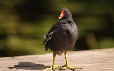 Ich bin ein Teichhuhn