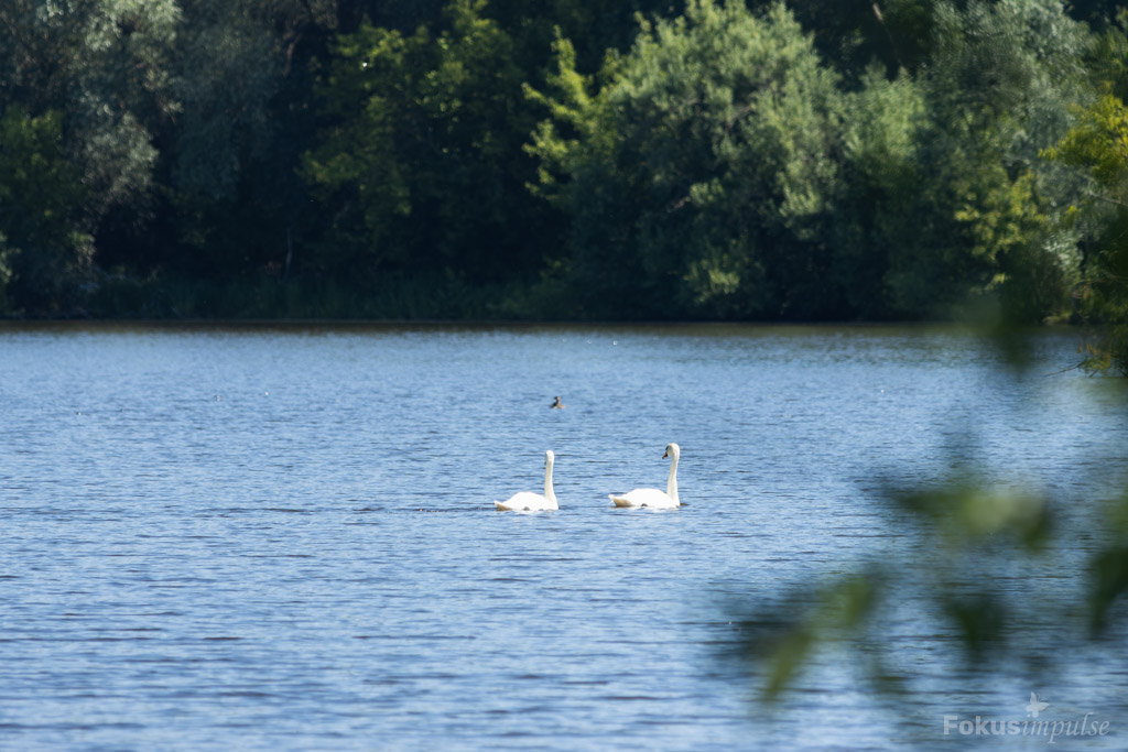 Fokusimpulse – Natur erleben Schwäne auf dem Hermsdorfer See