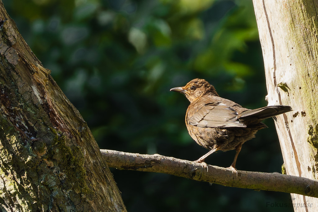 Fokusimpulse – Natur erleben Amsel