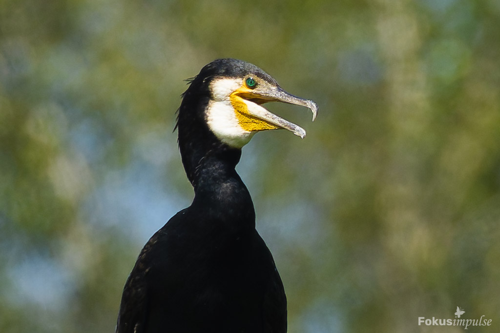 Fokusimpulse – Natur erleben Kormoran