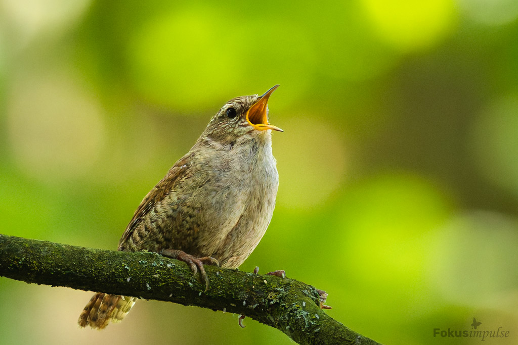 Fokusimpulse – Natur erleben Zaunkönig