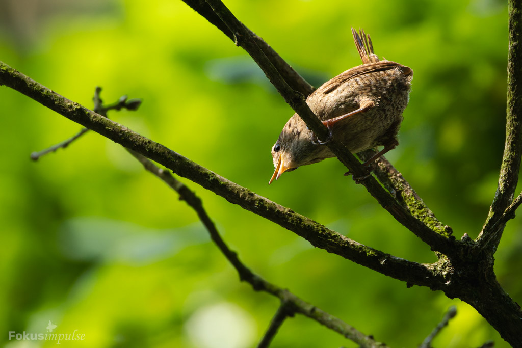 Fokusimpulse – Natur erleben Zaunkönig