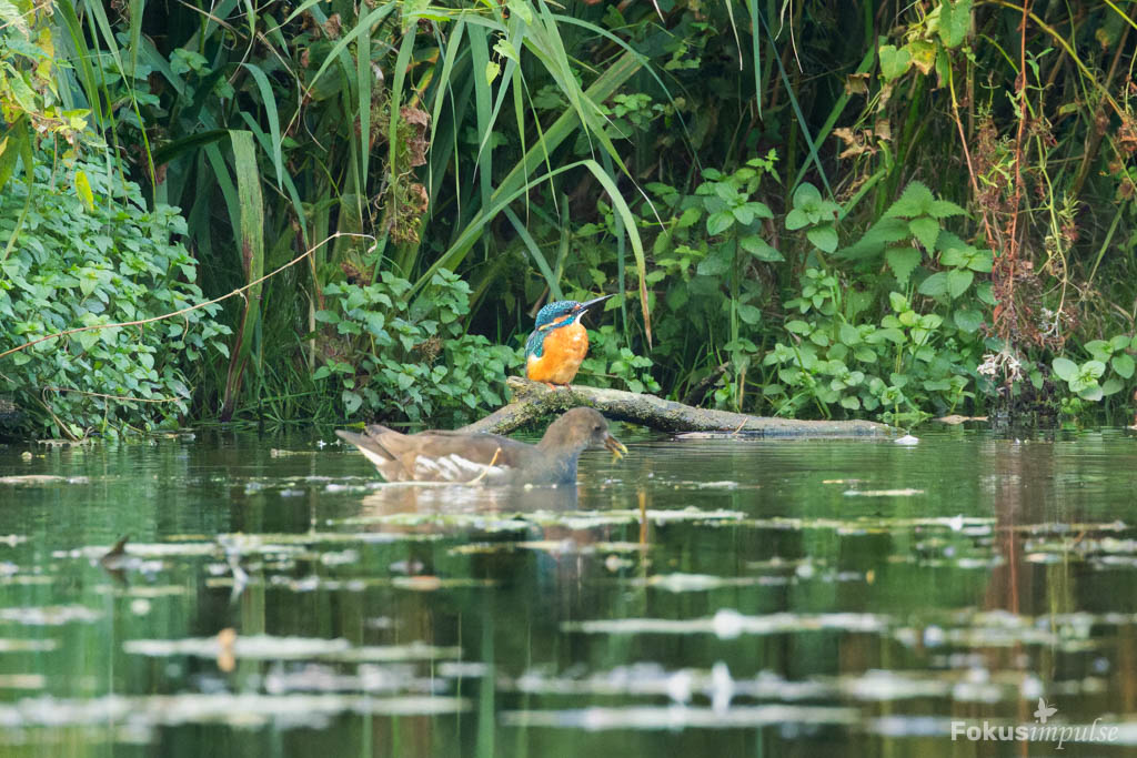 Fokusimpulse – Entdeckerkarte Eisvogel am Wasser