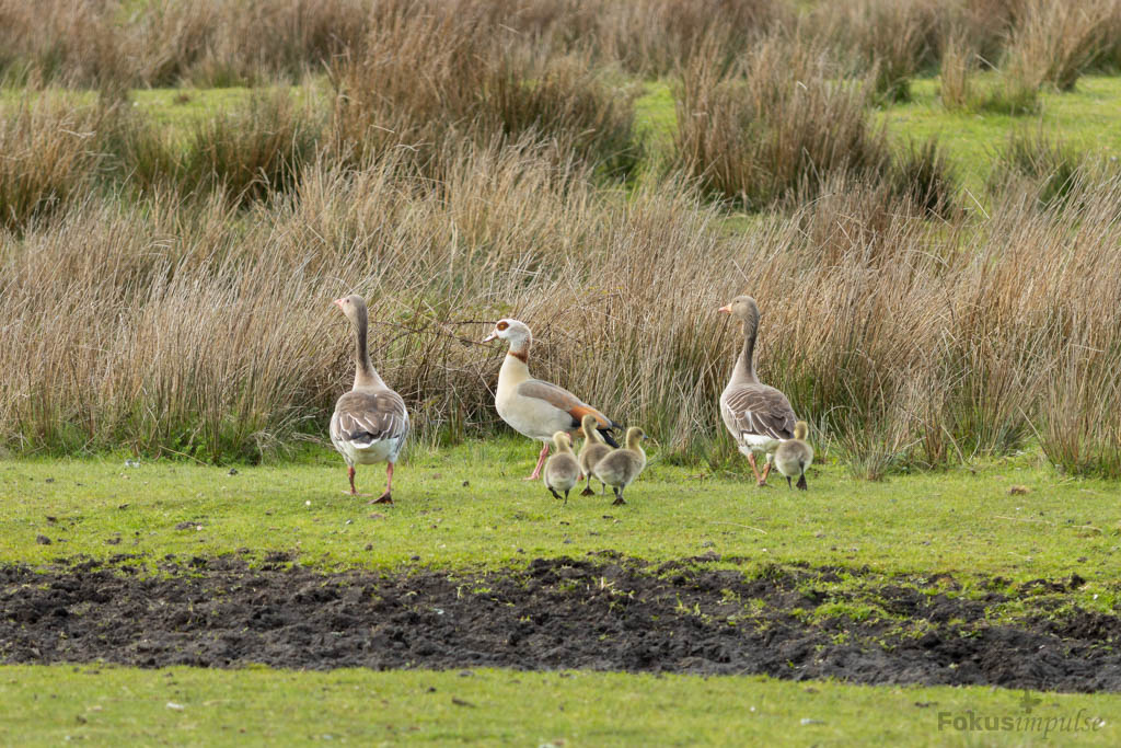 Fokusimpulse – Entdeckerkarte Graugansfamilie und Nilgans