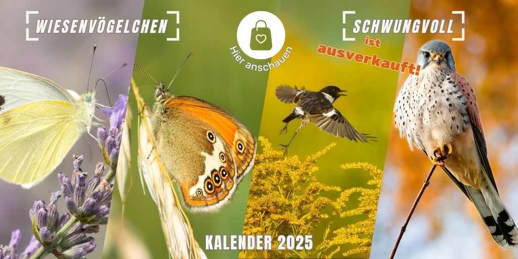 Fokusimpulse Kalender 2025 Wiesenvögelchen