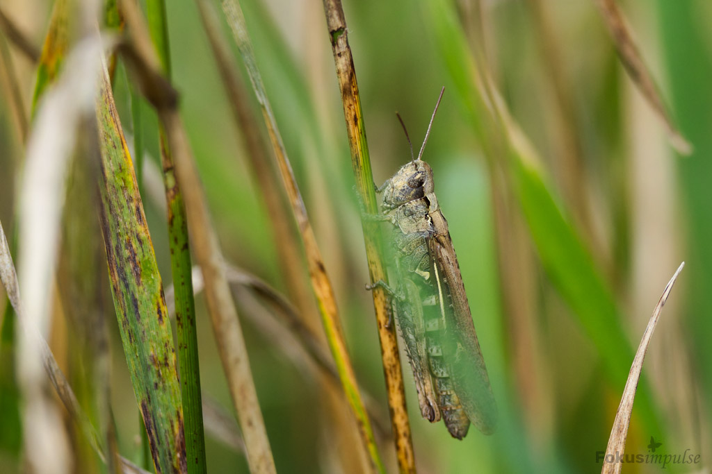 Fokusimpulse – Natur erleben Rieselfelder Karolinenhöhe Grashüpfer der Chorthippus-bigutullus-Gruppe