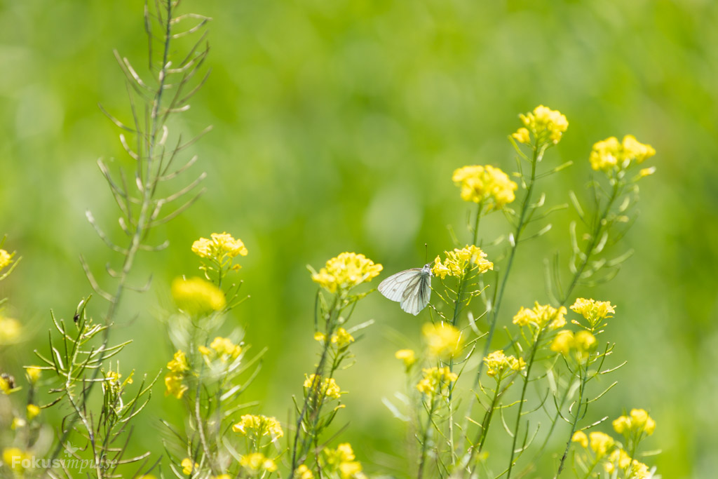 Fokusimpulse – Natur erleben Rieselfelder Karolinenhöhe Grünader-Weißling