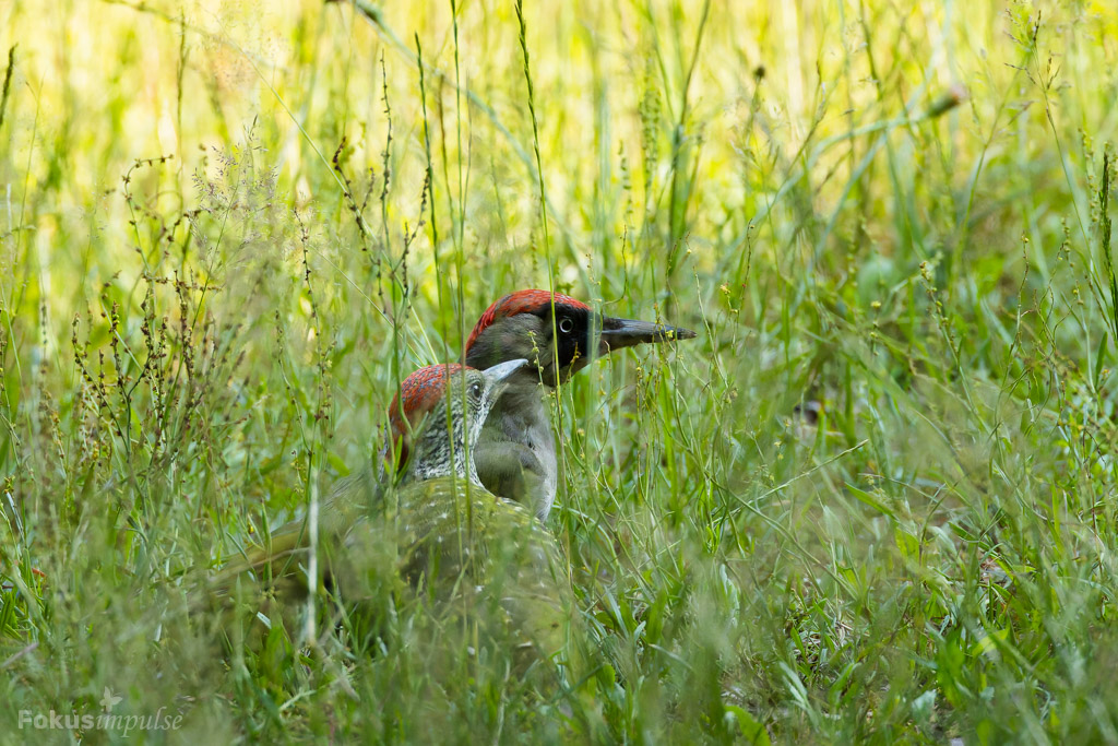 Fokusimpulse – Entdeckerkarte Mama Grünspecht und Jungvogel