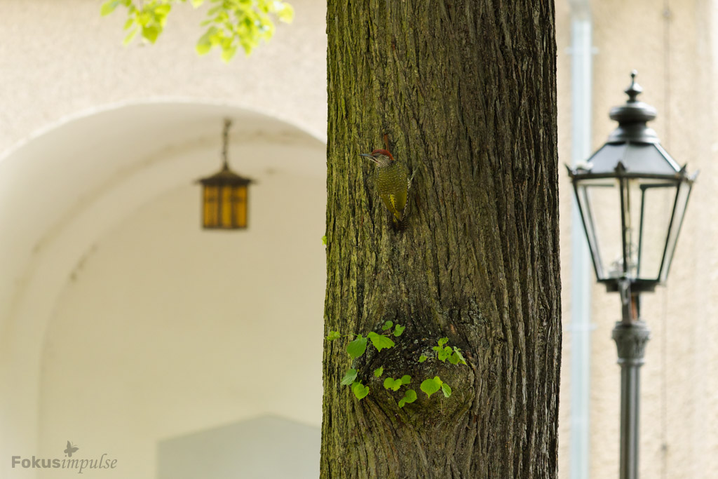 Fokusimpulse – Entdeckerkarte Junger Grünspecht an Baum