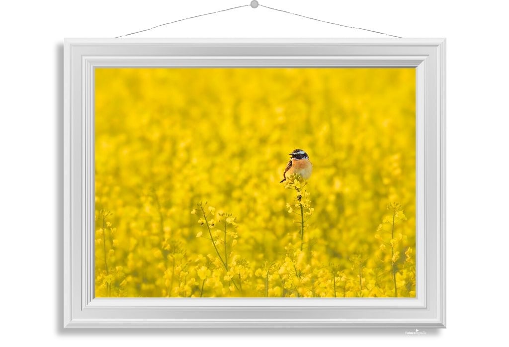 © Fokusimpulse – Braunkehlchen Fotokunst Fotodruck Digitaldruck Shop Fokusimpulse – Braunkehlchen Fotokunst Fotodruck Digitaldruck Shop