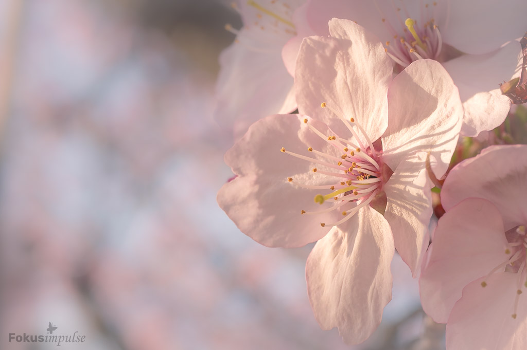 © Fokusimpulse – Kirschblüte in der Schwedter Straße in Prenzlauer Berg Fokusimpulse – Kirschblüte in der Schwedter Straße in Prenzlauer Berg