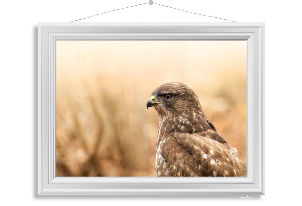 Fokusimpulse – Mäusebussard Fotokunst Fotodruck Digitaldruck Shop