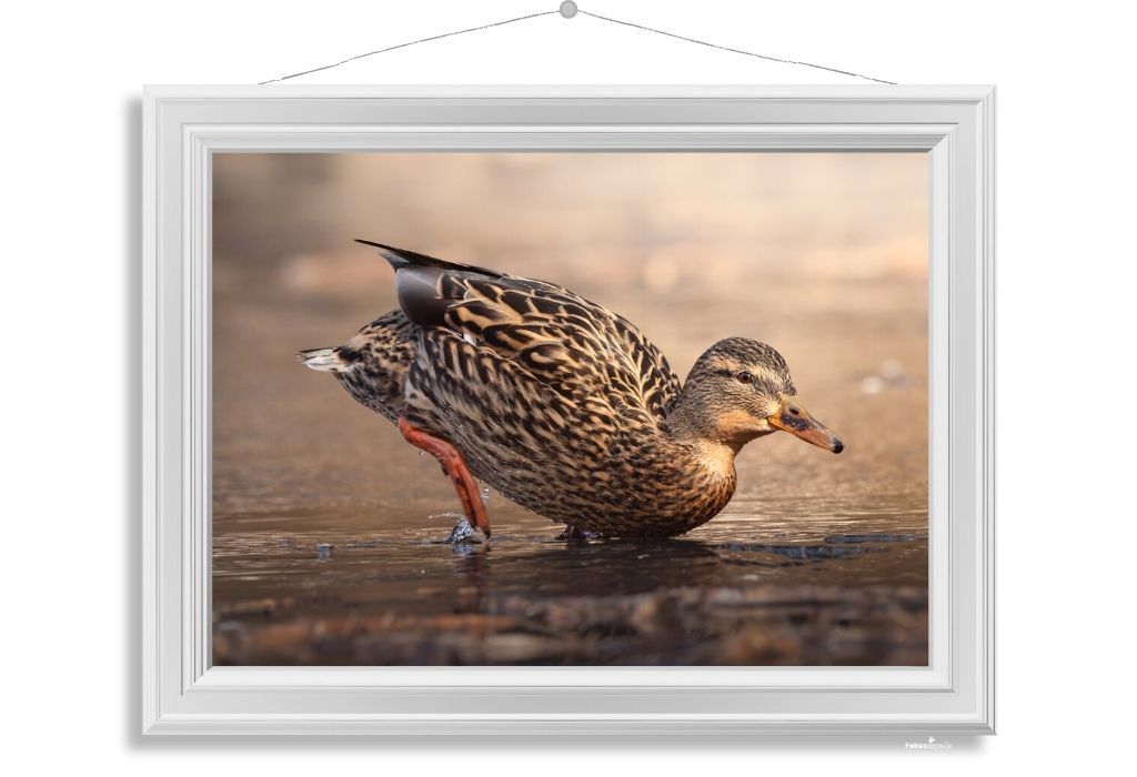 Fokusimpulse – Stockentenweibchen Fotokunst Fotodruck Digitaldruck Shop