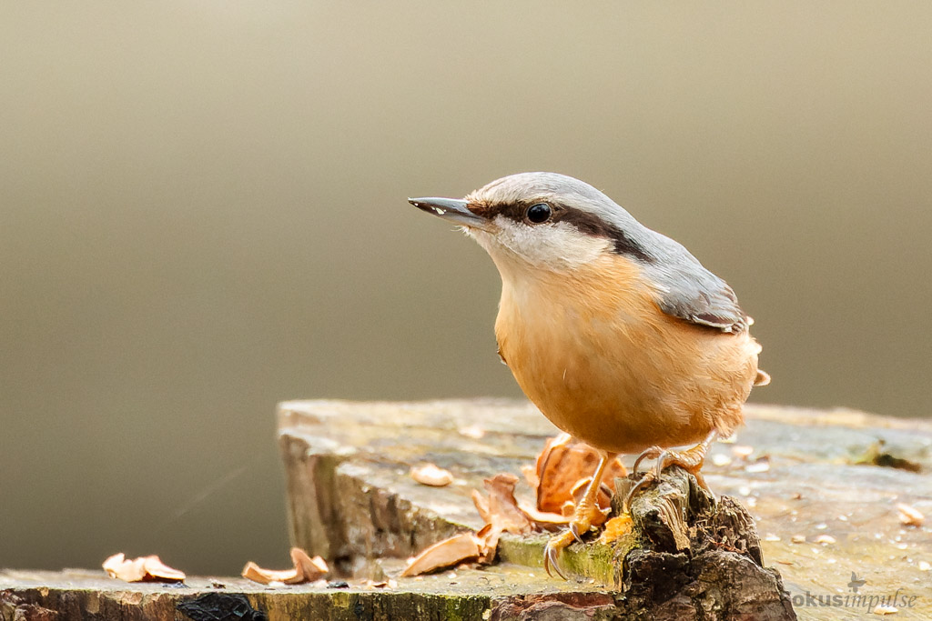 Fokusimpulse - Vogel Kleiber