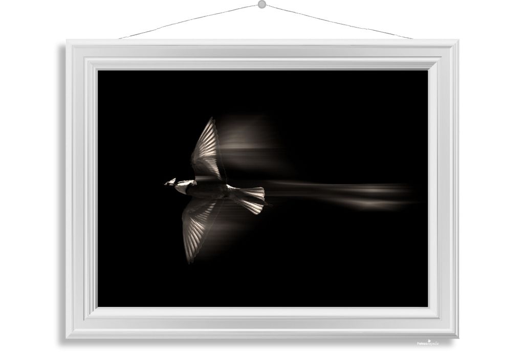 Fokusimpulse – Bienenfresser Fotokunst Fotodruck Digitaldruck für Büro Praxis Hotel
