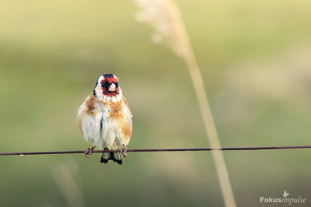 Fokusimpulse – Entdeckerkarte Stieglitz