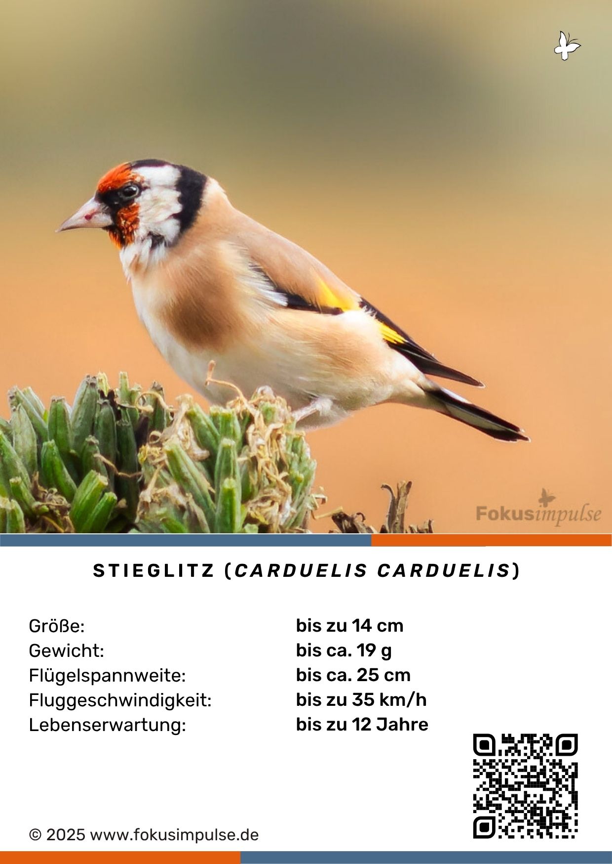 © Fokusimpulse – Entdeckerkarte Steckbrief Stieglitz Fokusimpulse – Entdeckerkarte Steckbrief Stieglitz