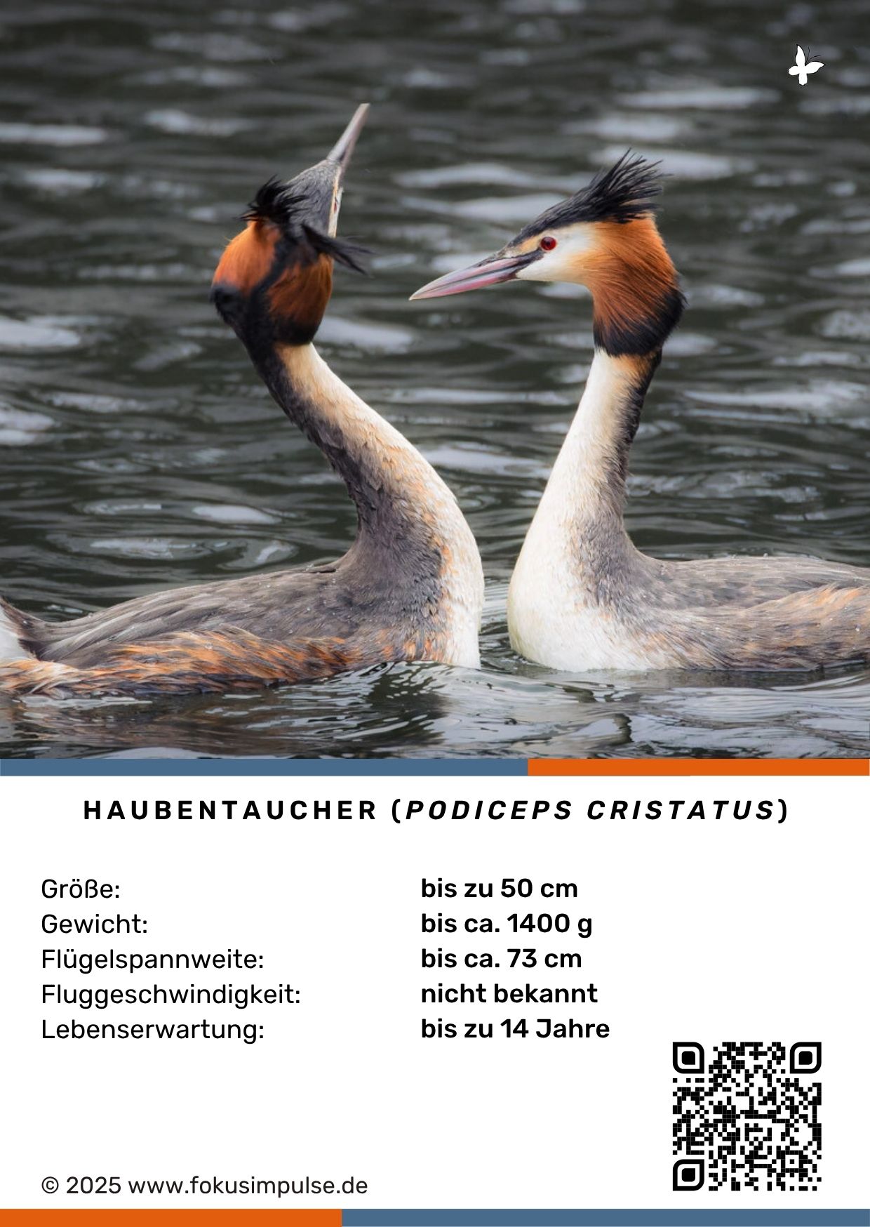 © Fokusimpulse – Entdeckerkarte Steckbrief Haubentaucher Fokusimpulse – Entdeckerkarte Steckbrief Haubentaucher