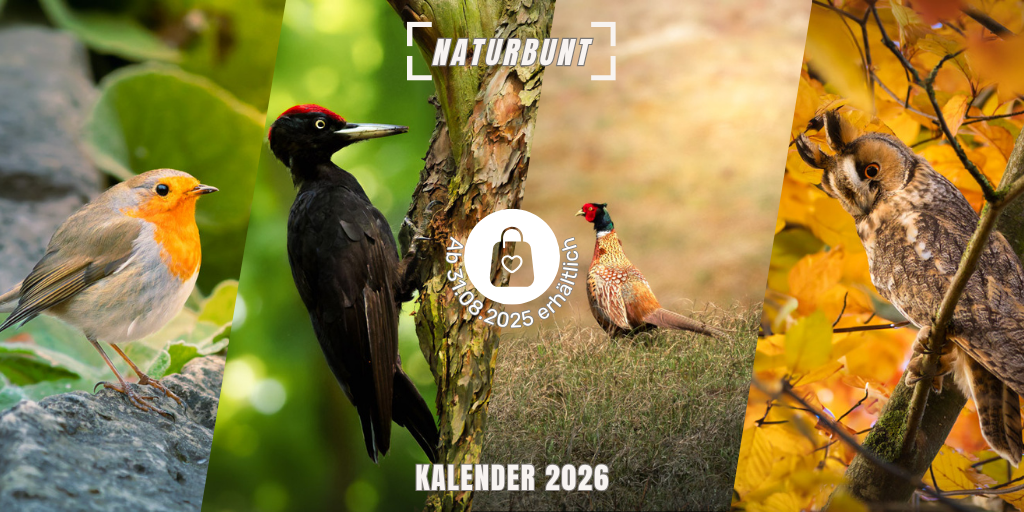 © Fokusimpulse Kalender 2026 Naturbunt Fokusimpulse Kalender 2026 Naturbunt