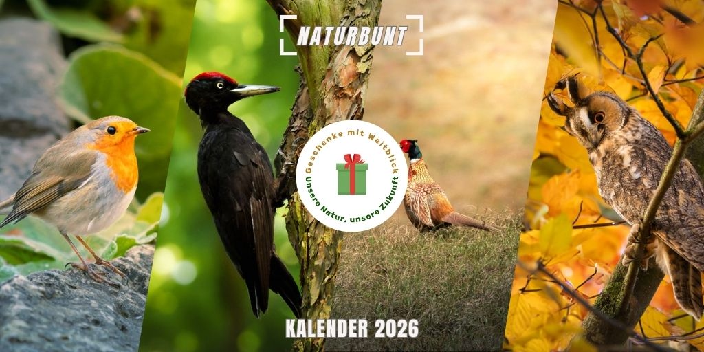 Fokusimpulse Kalender 2026 Naturbunt - Geschenke mit Weitblick - Unsere Natur, unsere Zukunft