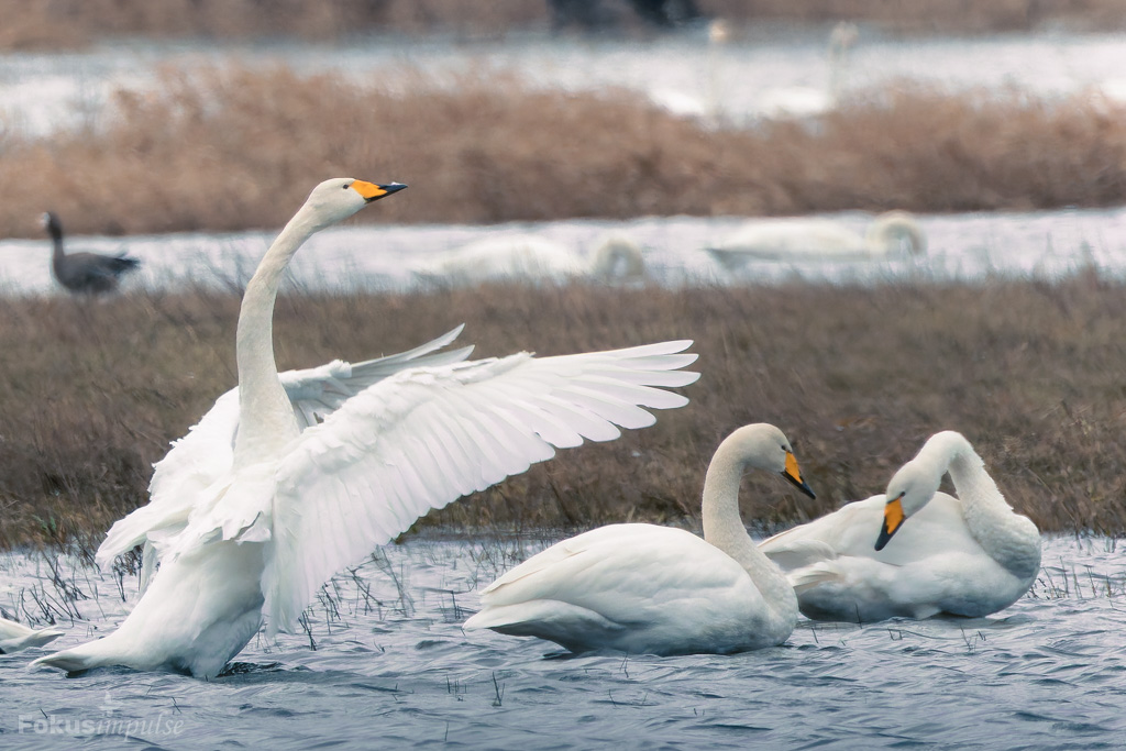Fokusimpulse - Natur-erleben-Tour Singschwäne