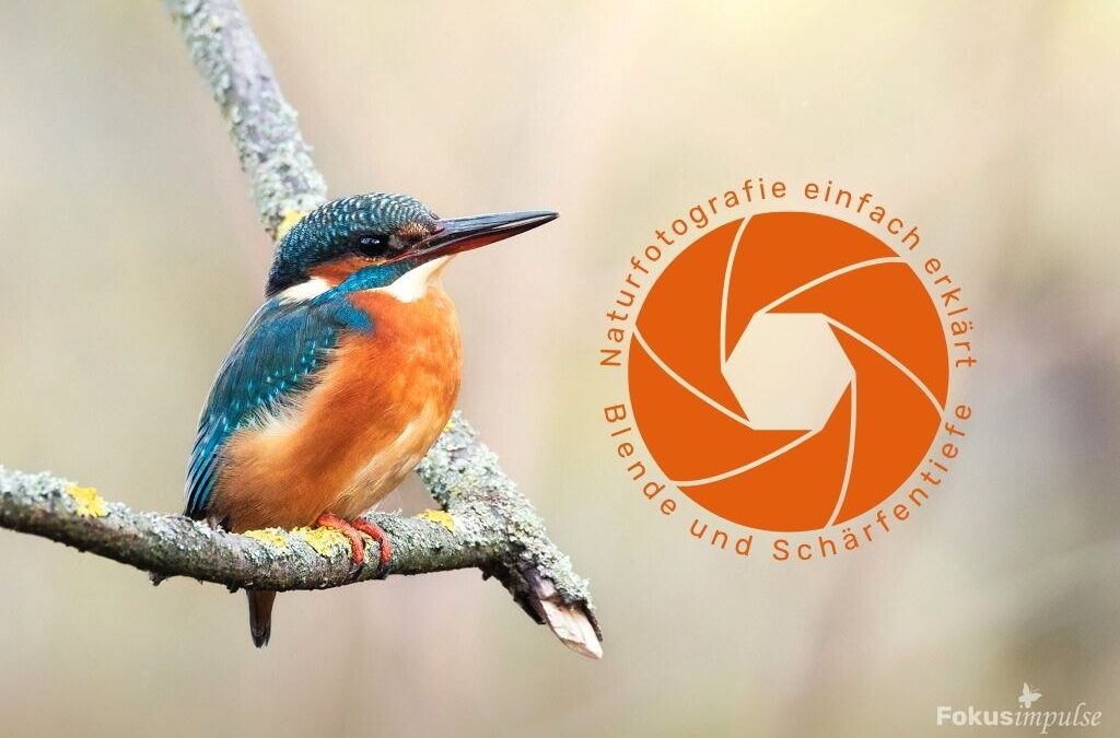 Naturfotografie einfach erklärt – Blende und Schärfentiefe