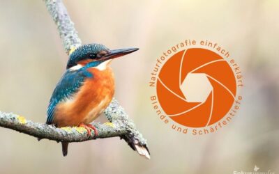 Naturfotografie einfach erklärt – Blende und Schärfentiefe