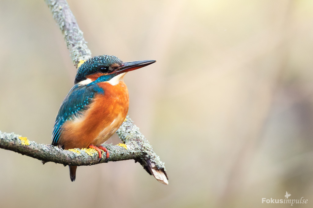 Fokusimpulse Naturfotografie einfach erklärt - Eisvogel