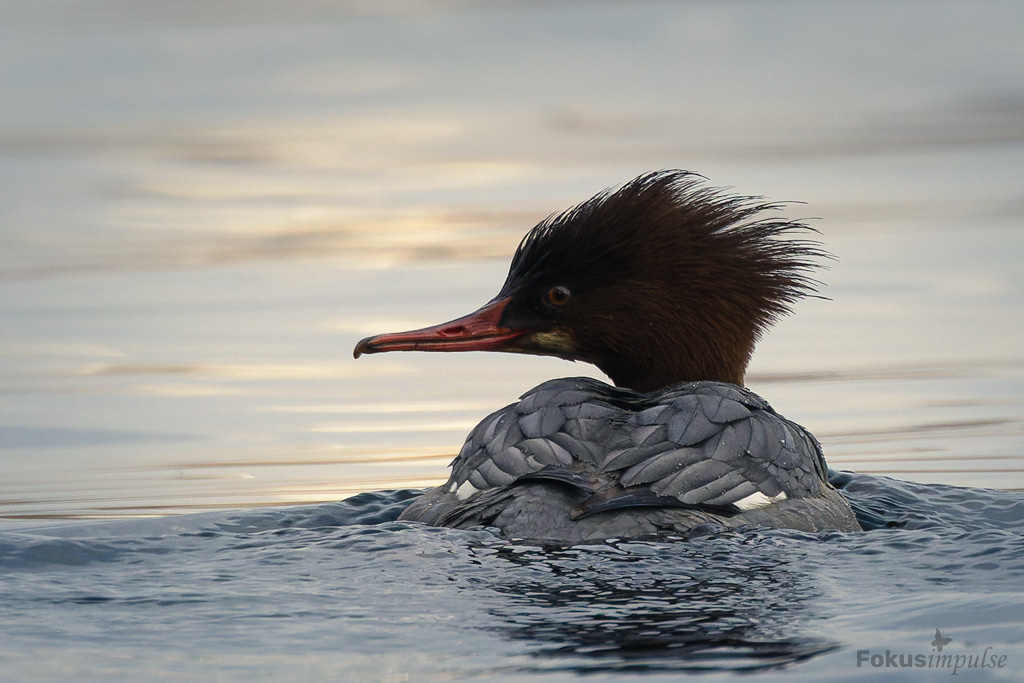 Fokusimpulse - Natur-erleben-Touren Gänsesäger