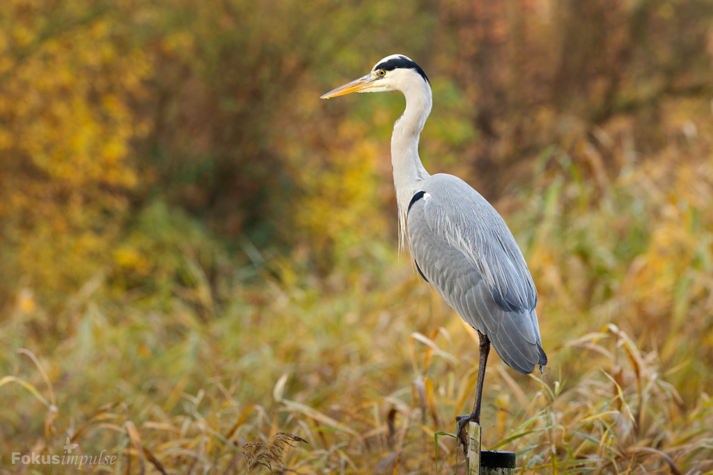 Fokusimpulse - Natur-erleben-Touren Graureiher