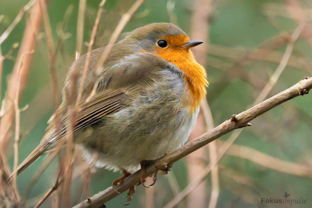 Fokusimpulse - Natur-erleben-Touren Rotkehlchen