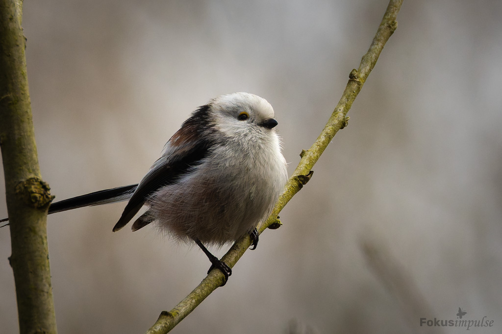 Fokusimpulse - Natur-erleben-Touren Schwanzmeise