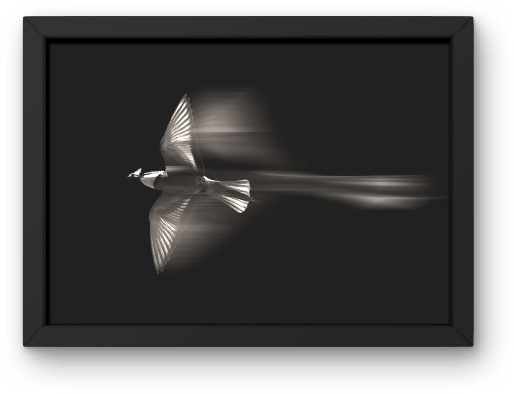 Fokusimpulse – Bienenfresser Fotokunst Fotodruck Digitaldruck für Büro Praxis Hotel