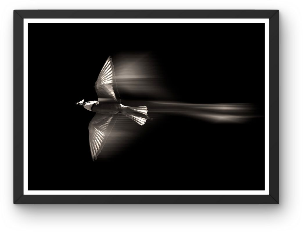 Fokusimpulse – Bienenfresser Fotokunst Fotodruck Digitaldruck für Büro Praxis Hotel