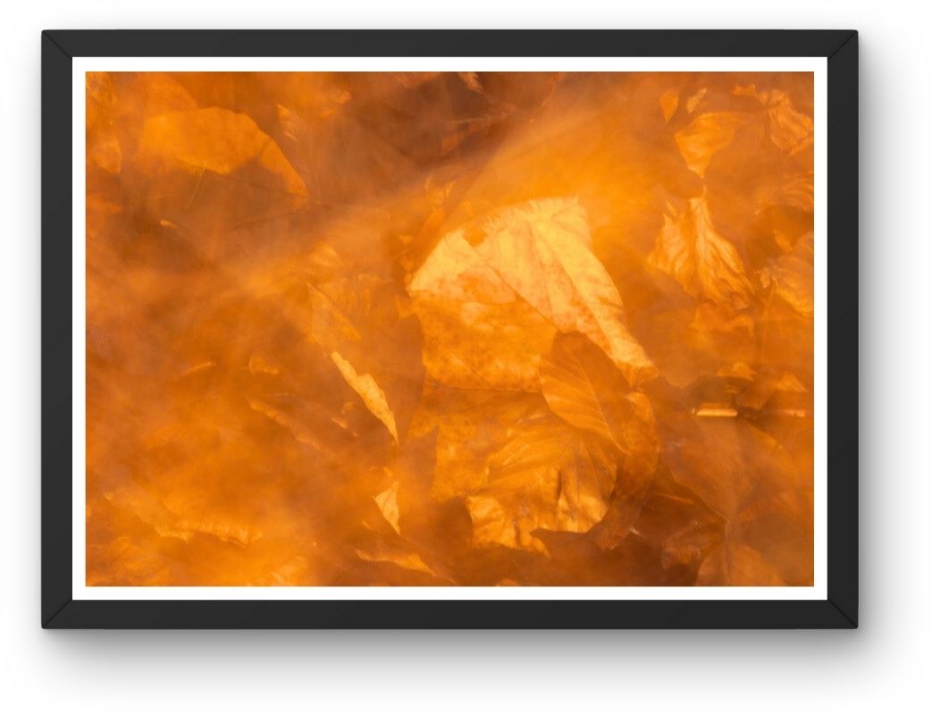 Fokusimpulse – Herbstlaub Fotokunst Fotodruck Digitaldruck für Büro Praxis Hotel