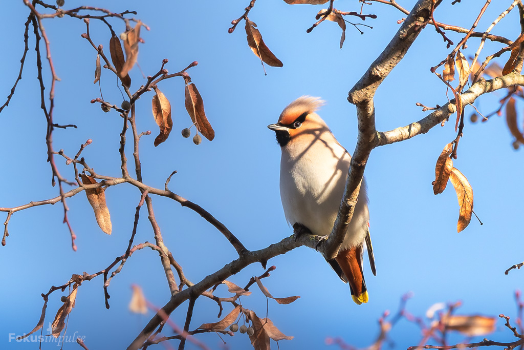 Fokusimpulse – Vogel Seidenschwanz
