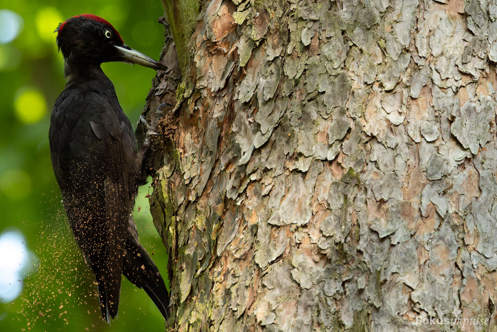 Fokusimpulse - Natur-erleben-Touren Schwarzspecht