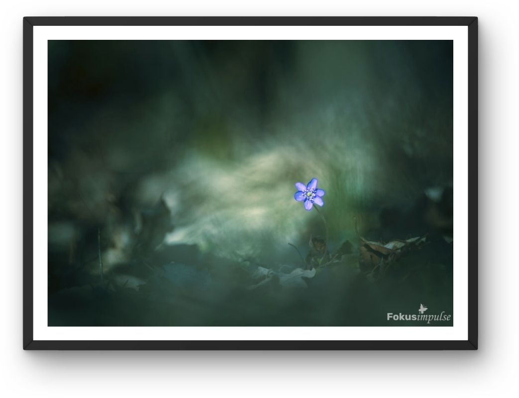 © Fokusimpulse – Leberblümchen Fotokunst Fotodruck Digitaldruck für Büro Praxis Hotel Fokusimpulse – Leberblümchen Fotokunst Fotodruck Digitaldruck für Büro Praxis Hotel